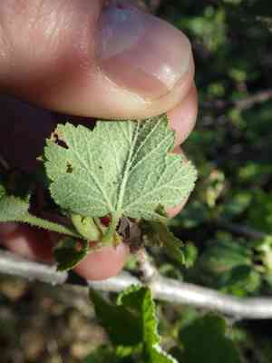 Chaparral currant(Ribes malvaceum)