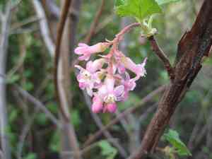 Chaparral currant(Ribes malvaceum)