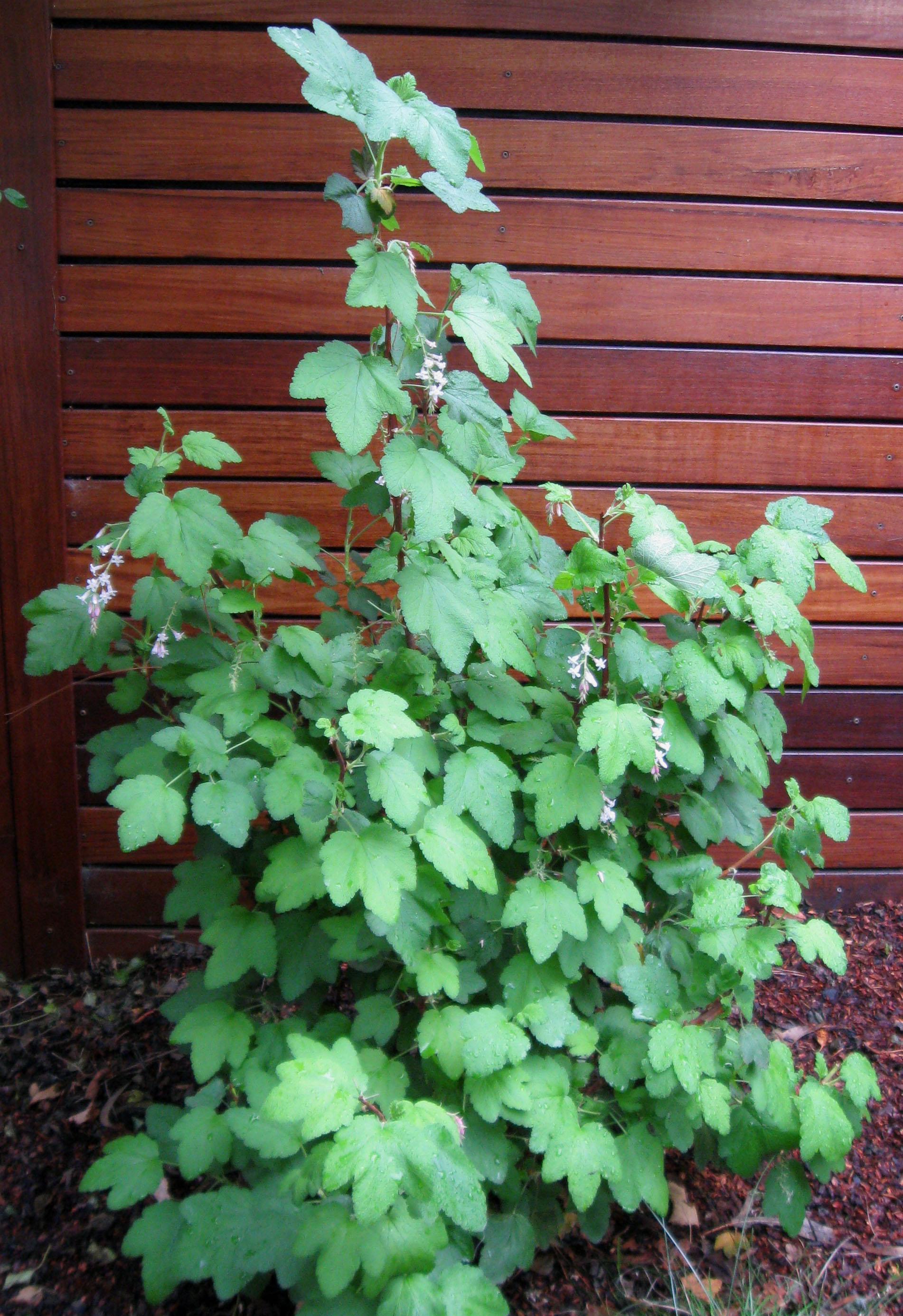 Df Currant Chaparral currant (Ribes malvaceum) Care Guide: Pests, Diseases ...