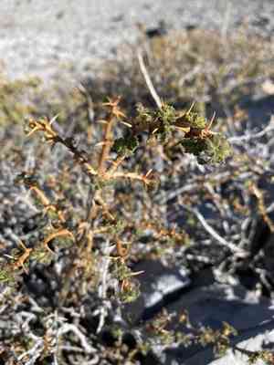 Gooseberry currant(Ribes montigenum)