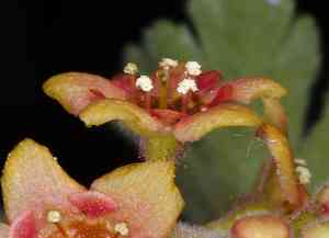 Gooseberry currant(Ribes montigenum)