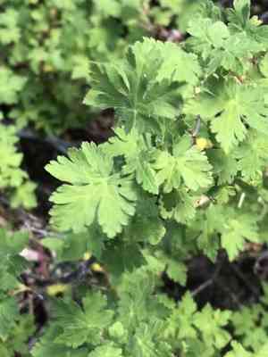Gooseberry currant(Ribes montigenum)