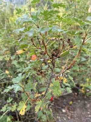 Gooseberry currant(Ribes montigenum)