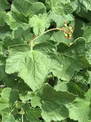 Sierra currant(Ribes nevadense)