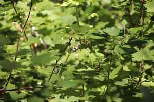 Sierra currant(Ribes nevadense)