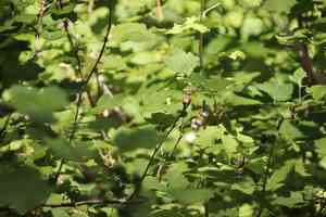 Sierra currant(Ribes nevadense)