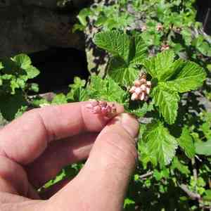 Sierra currant(Ribes nevadense)