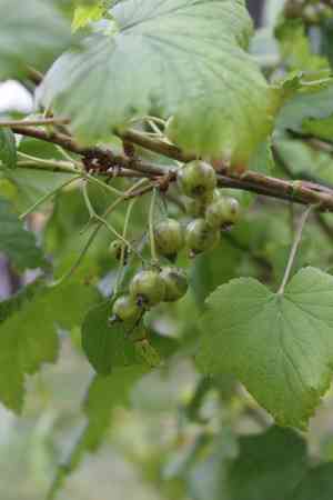 Black currant(Ribes nigrum)