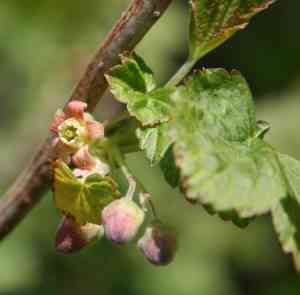 Black currant(Ribes nigrum)