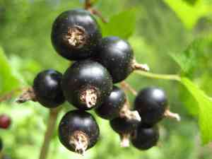 Black currant(Ribes nigrum)