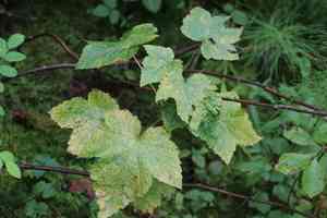 Black currant(Ribes nigrum)