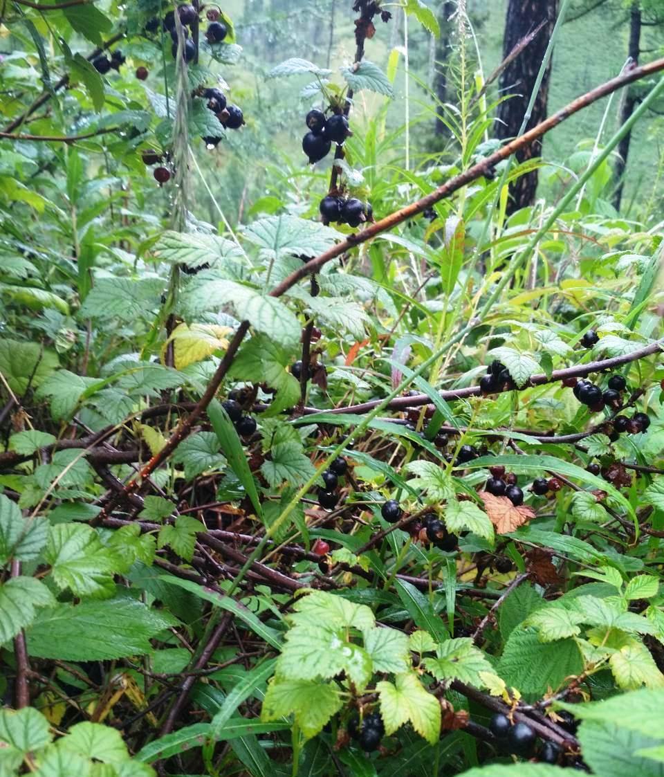 Df Currant How to Propagate Black currant: Complete Propagation Guide | ForwardPlant