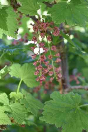 Rock redcurrant(Ribes petraeum)