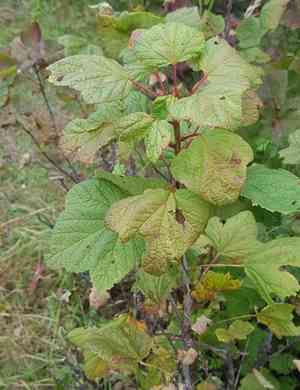 Rock redcurrant(Ribes petraeum)