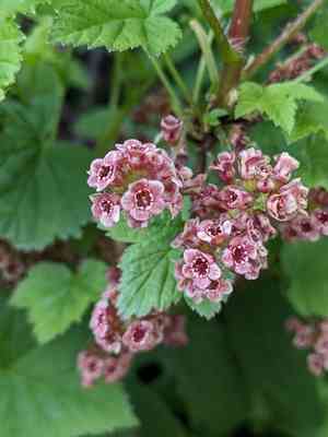 Rock redcurrant(Ribes petraeum)