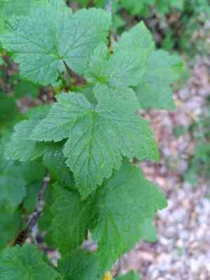 Rock redcurrant(Ribes petraeum)