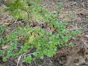 Sierra gooseberry(Ribes roezlii)