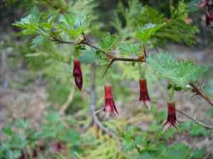 Sierra gooseberry(Ribes roezlii)