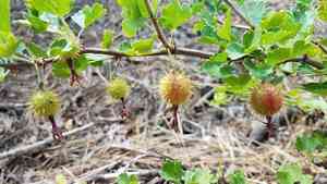 Sierra gooseberry(Ribes roezlii)