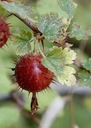 Sierra gooseberry(Ribes roezlii)
