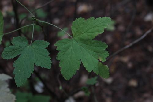 Red flowering currant