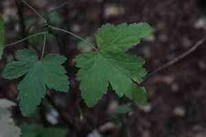 Red flowering currant(Ribes sanguineum)