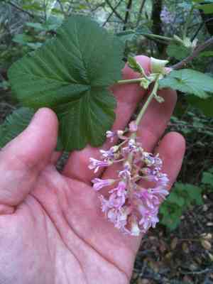 Red flowering currant(Ribes sanguineum)