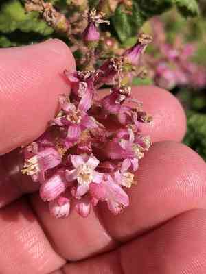 Red flowering currant(Ribes sanguineum)