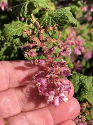Red flowering currant(Ribes sanguineum)