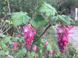 Red flowering currant(Ribes sanguineum)