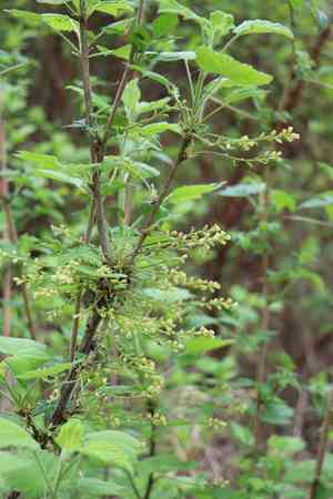 Downy currant(Ribes spicatum)