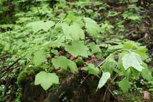 Downy currant(Ribes spicatum)