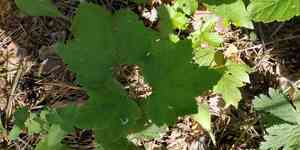 Downy currant(Ribes spicatum)