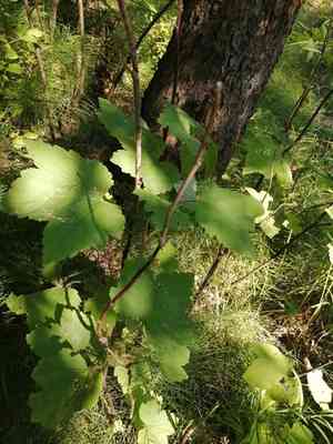 Downy currant(Ribes spicatum)