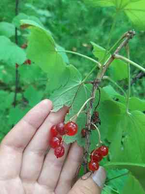 Df Currant How to Propagate Downy currant: Complete Propagation Guide | ForwardPlant