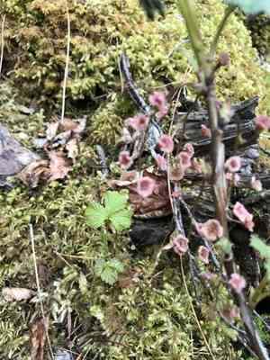Red currant(Ribes triste)