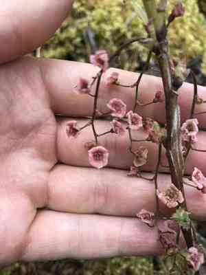 Red currant(Ribes triste)