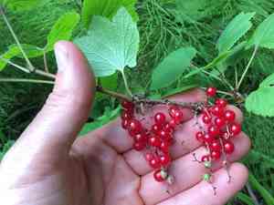 Red currant(Ribes triste)