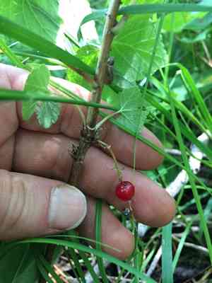 Red currant(Ribes triste)