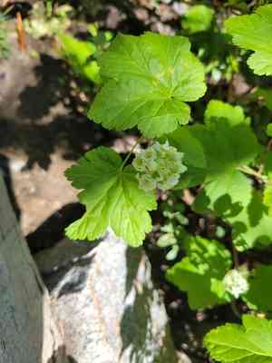 Wolf's currant(Ribes wolfii)