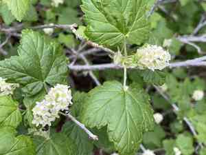 Wolf's currant(Ribes wolfii)