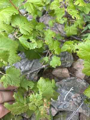 Wolf's currant(Ribes wolfii)