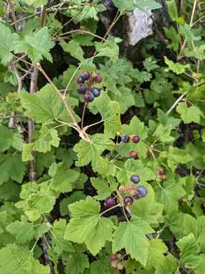 Wolf's currant(Ribes wolfii)