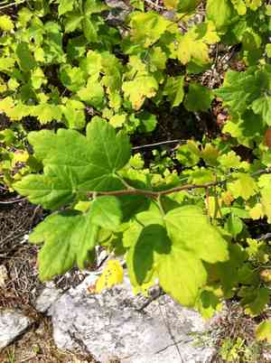 Currants (Ribes)(Ribes)
