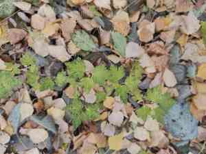 Currants (Ribes)(Ribes)