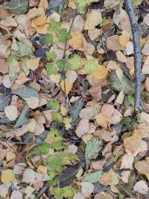 Currants (Ribes)(Ribes)