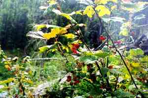 Currants (Ribes)(Ribes)