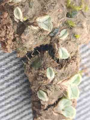 Riccia lamellosa(Riccia lamellosa)