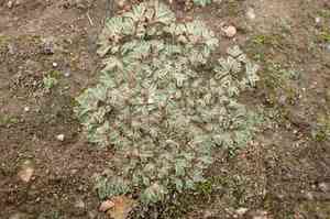 Riccia lamellosa(Riccia lamellosa)