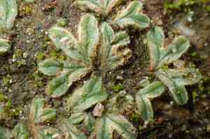 Riccia lamellosa(Riccia lamellosa)